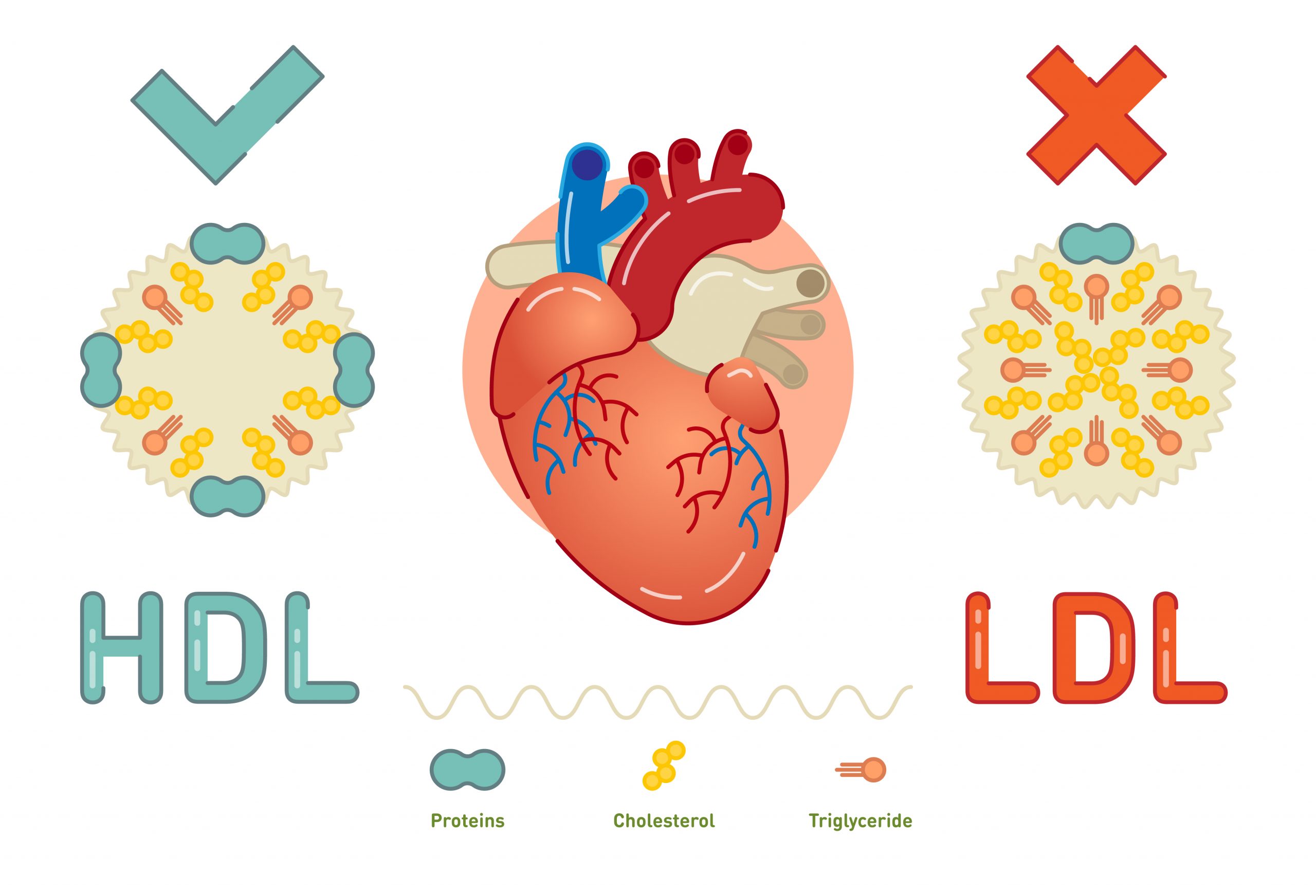 Diferencia entre trigliceridos y colesterol