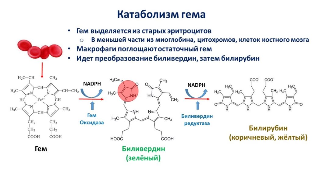 Синтез и выделение билирубина